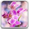 Oрхидея